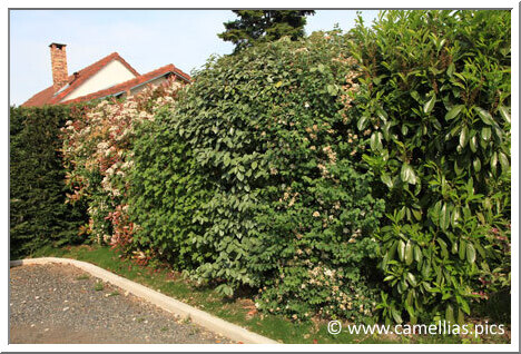 Une autre vue avec la floraison des photinias.