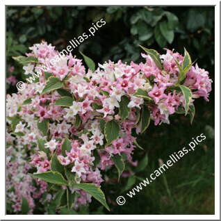 <i>Weigelia variegata</i>. Il fleurit de deux couleurs, c'est très joli. Je le taille très légèrement après la floraison, pour l'équilibrer. Je supprime aussi les branches mortes. Ainsi, il peut refleurir à la fin de l'été.