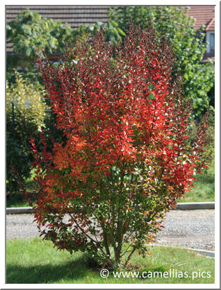 Jusqu'à la chute des feuilles, le Lagerstroemia prend de magnifiques couleurs d'automne. Il reste alors très décoratif. Jusqu'à la chute des feuilles, le Lagerstroemia prend de magnifiques couleurs d'automne. Il reste alors très décoratif.