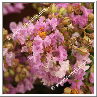 Petite Orchid Petite Orchid