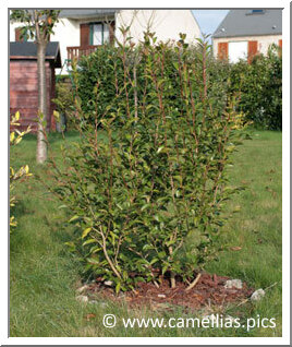 Here, in October 2007, 'Cinnamon Cindy' after spring pruning. It took the slender shape that characterizes it. In the future, I will only do maintenance pruning.