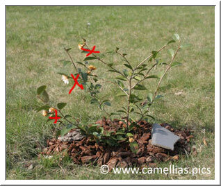 Quand les dernières fleurs seront fanées ou tombées, on retaillera légèrement les branches qui les ont portées.