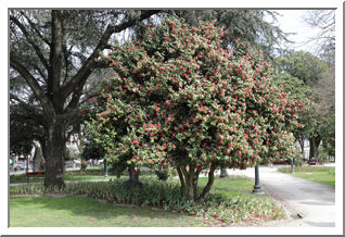 Jardim São Lázaro (Porto)