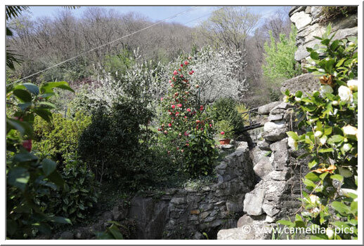 Une partie du jardin est aménagée le long du ruisseau qui le traverse.