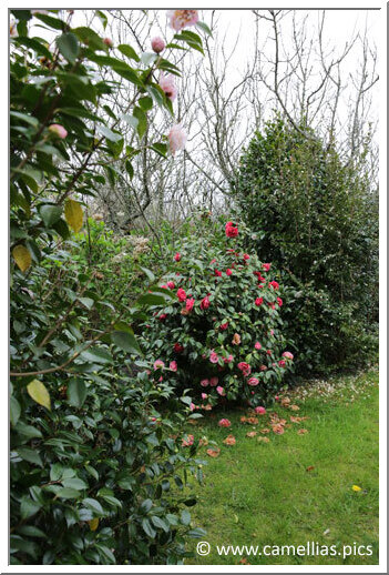 Here is the first part of the garden. Subjects were still in bloom during our visit.