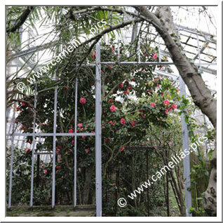 Jardin Privé - La dernière serre de culture du Camellia près de Paris - Sèvres - France