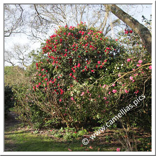 Private Garden - Plougastel-Daoulas (Finistère, France)
