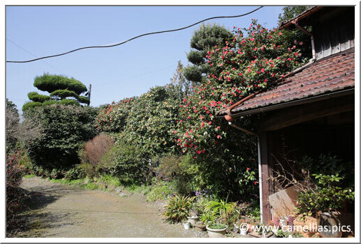 The other camellias of the garden have the same size, the hedge is impressive.