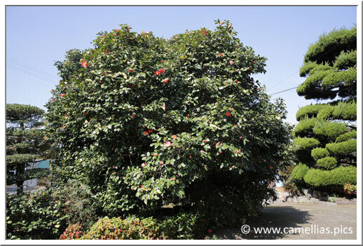 At the entrance, we saw of beautiful 'Jitsugetsusei'