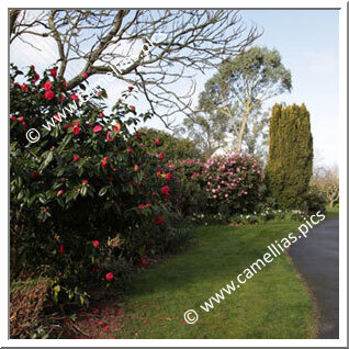 Jardin Privé - Jardin de ville près de Brest (Finistère)