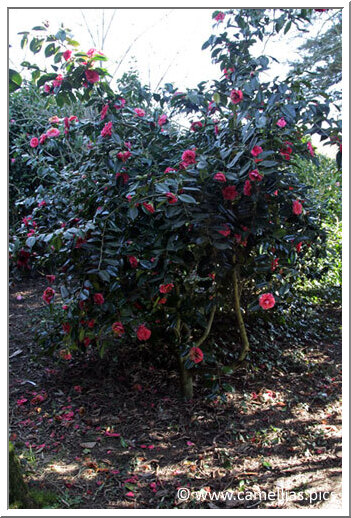 'Souvenir de Jérôme Carnot'</a>,  a relatively rare camellia, details of the flower below.<a>