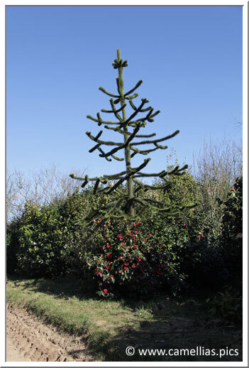 Un Araucaria parmi les camellias...