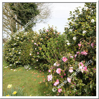 Private Garden - Near Brest (Finistère, France)