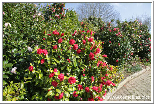 In the foreground 'Dolly Dyer'