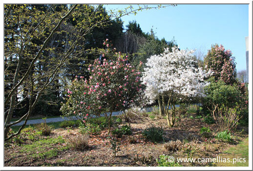 A la droite de 'Donation', on trouve un magnifique Magnolia.