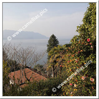 Private Garden - A terraced garden in Cannero Riviera (VB) - Italy