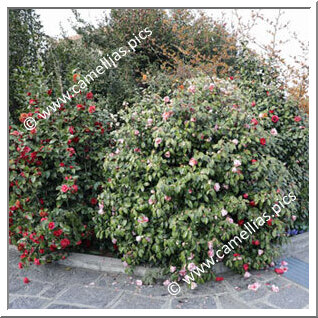 Private Garden - A garden near Lake Maggiore in Meina (NO)