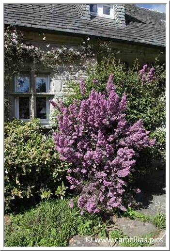 Above, a heath shrub