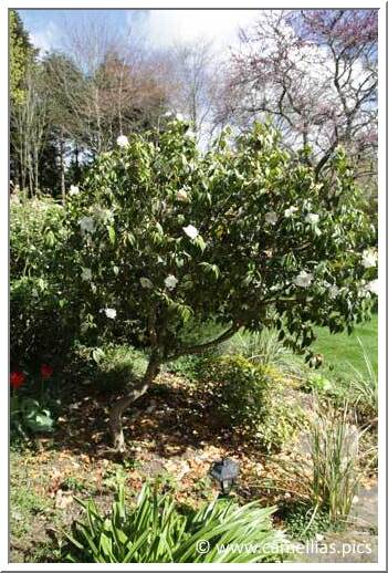 Above,  'Hagoromo', below one of the rhododendrons.