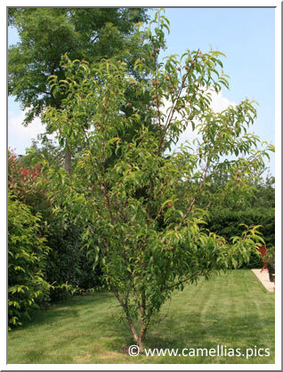 pecher-5.jpg