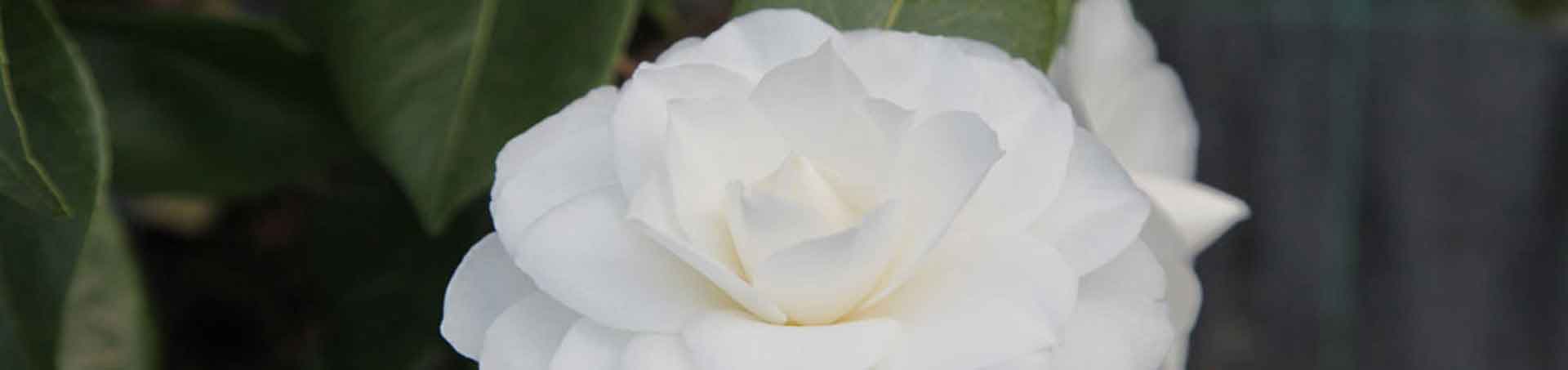 Camellia Nuccio's Gem