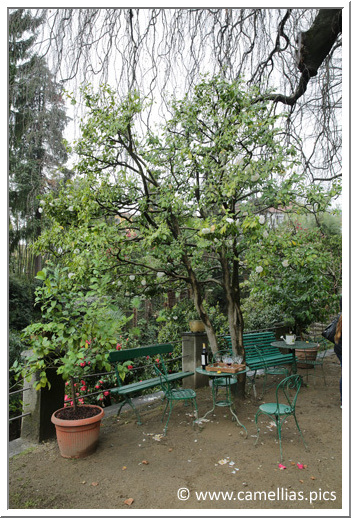 On the right, the oldest cultivar of  'Vergine di Collebeato', right next to the house.