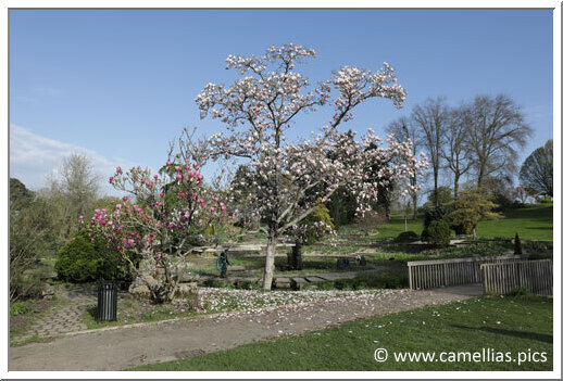 One of the magnificent Magnolias of the national collection