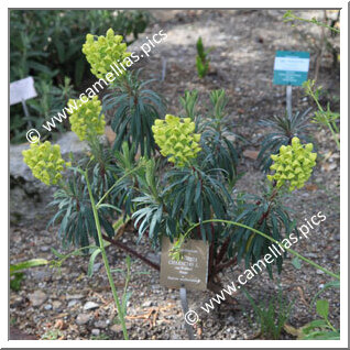 Euphorbia Characias