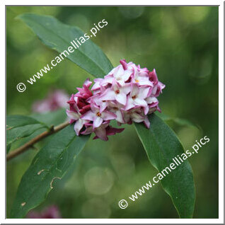 Daphné Bohlua, very fragrant.