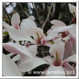 Magnolia Heptepeta (Denu) x Sprengeri Diva