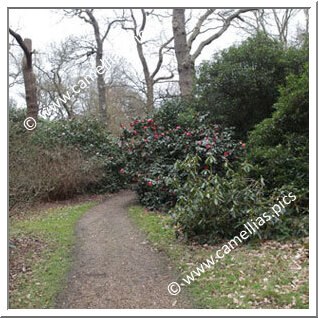 Isabella Plantation Richmond Park (Londres)