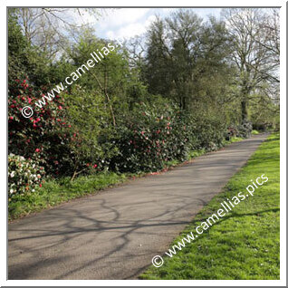 Kew Gardens (Londres)