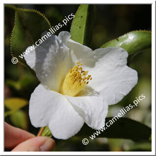 C. pitardii var. alba