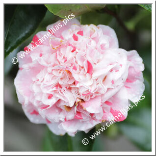 'Fukurin-nishiki-mino'