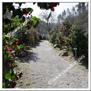 Camellietum Compitese (Pieve di Compito)