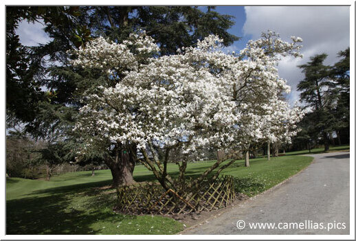 Un magnifique Magnolia