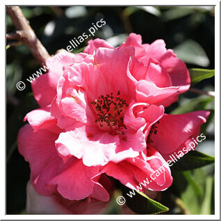A camellia from New Zealand, 'Kiwi Triumph'