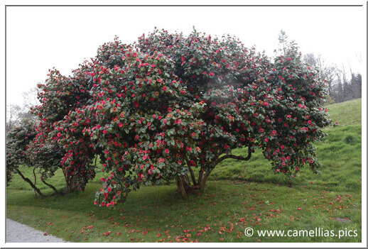 'Latifolia'