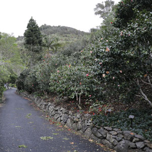 Whangarei Quarry Gardens (Whangarei)